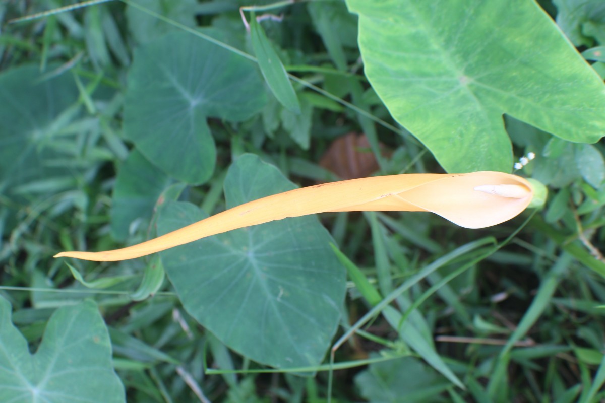 Colocasia esculenta (L.) Schott